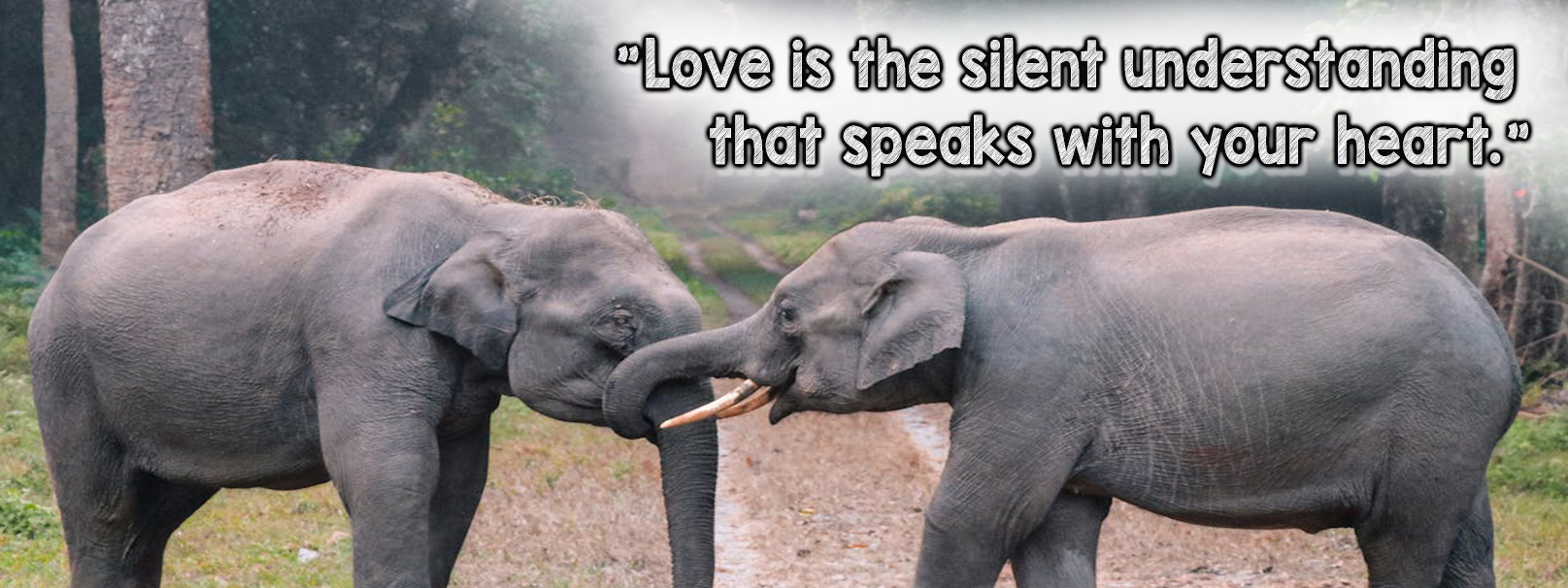 Elephants in a jungle